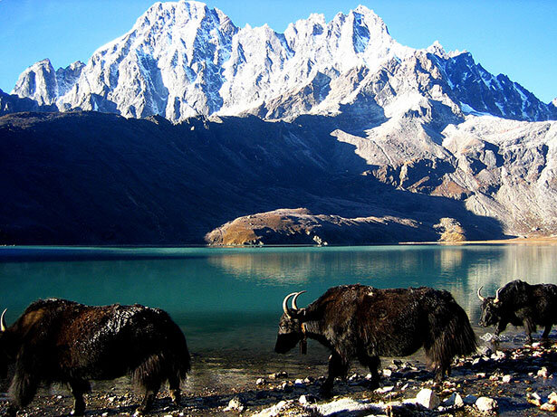 Yaks frente al lago de Gokyo