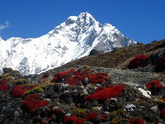 nuptse-gorak-sheep-everest