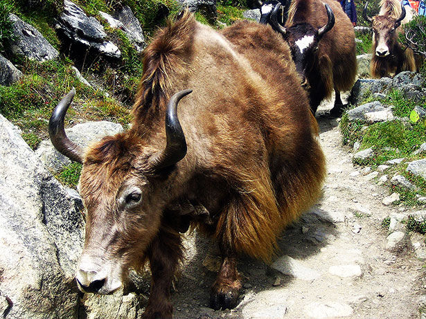 Los imponentes yaks del Himalaya