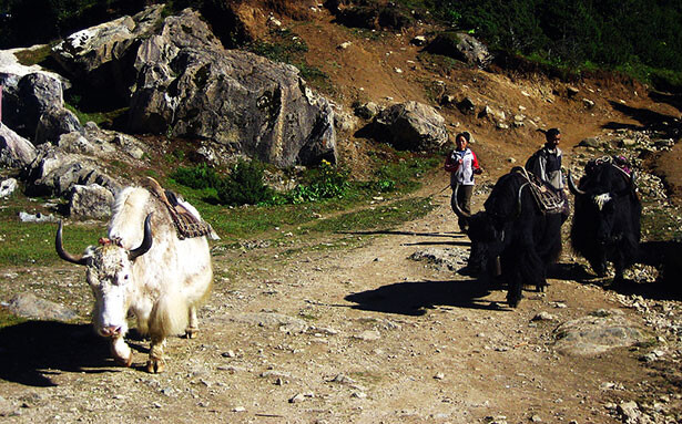 Pastores de yaks en el camino