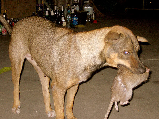 perro-bangkok