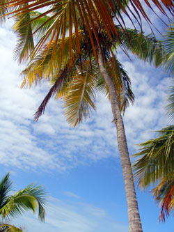 palmera-cayo-sombrero