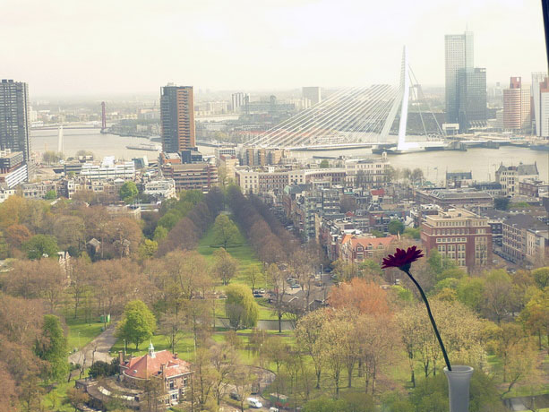 Erasmus_bridge_rotterdam