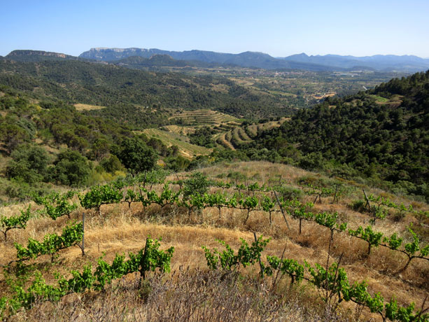 panoramica-viñas-priorat