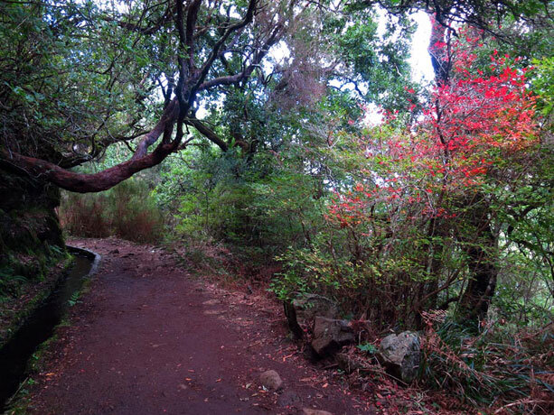 camino-madeira