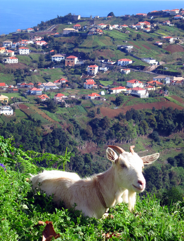 cabras en Madeira