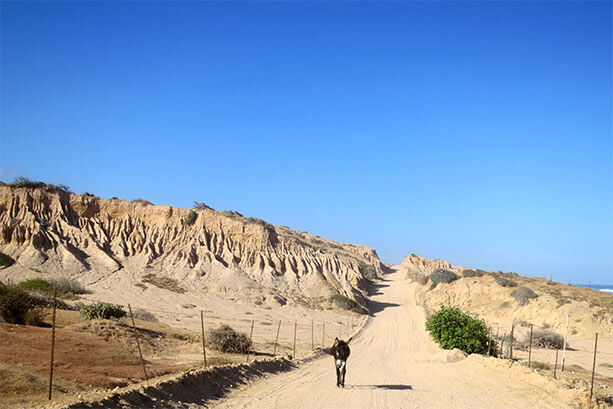 camino-california