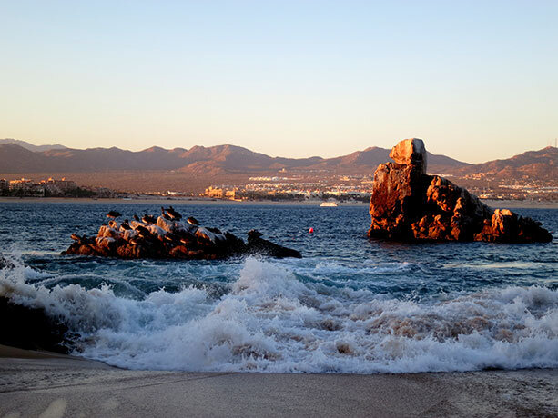 pelicanos-los-cabos