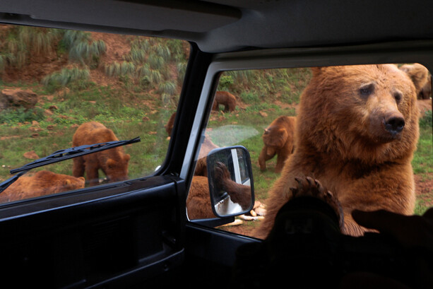 Oso amoroso en Cabárceno