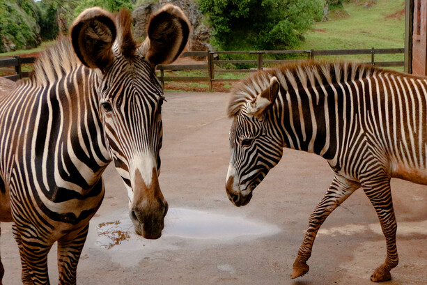 Cebras de Grevy en Cabárceno