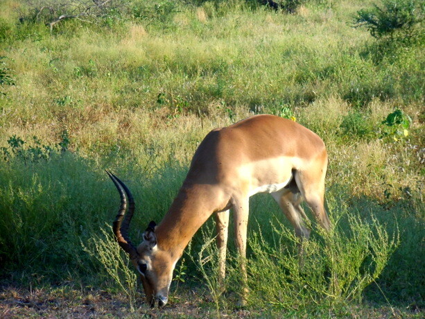 Una de las decenas o centenas de gacelas (impalas) que vi en Kruger