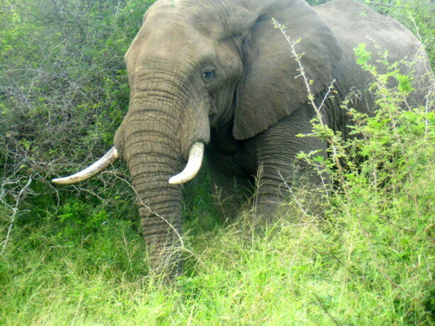 Uno de los elefantes macho más grandes que pude contemplar de cerca en Kruger