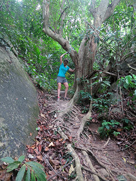 isla-tioman-jungla