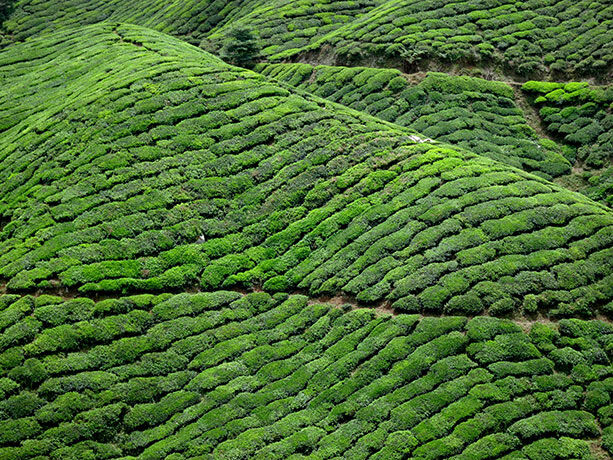 te-cameron-highlands