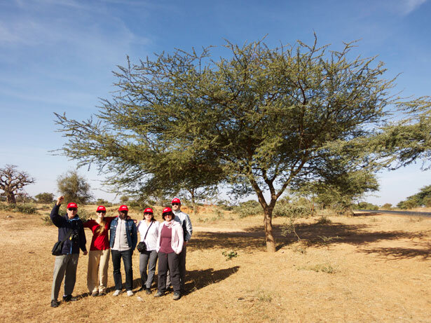 acacia-senegal