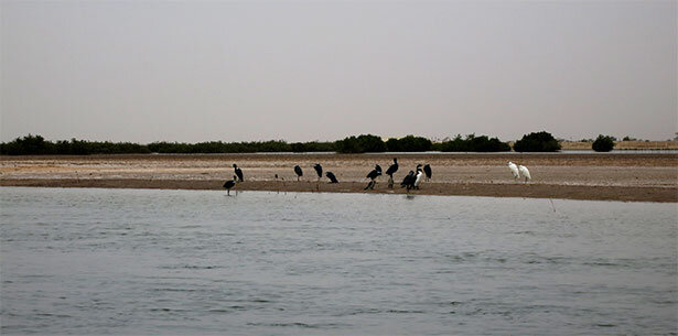 aves-delta-saloum-senegal