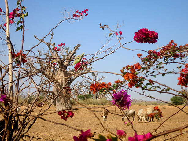 baoabs-vacas-senegal