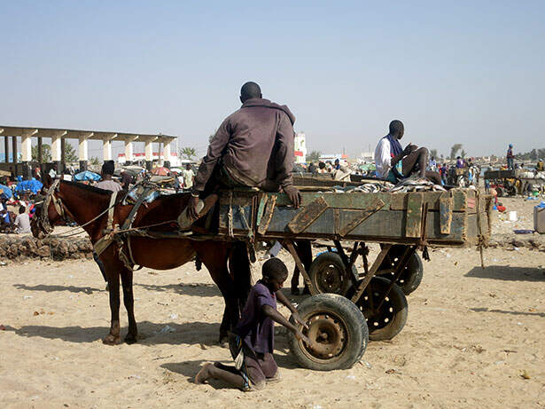 burro-playa-senegal