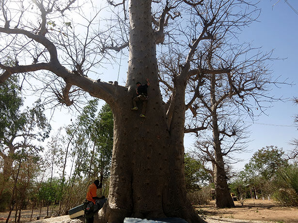 escalada-baobab