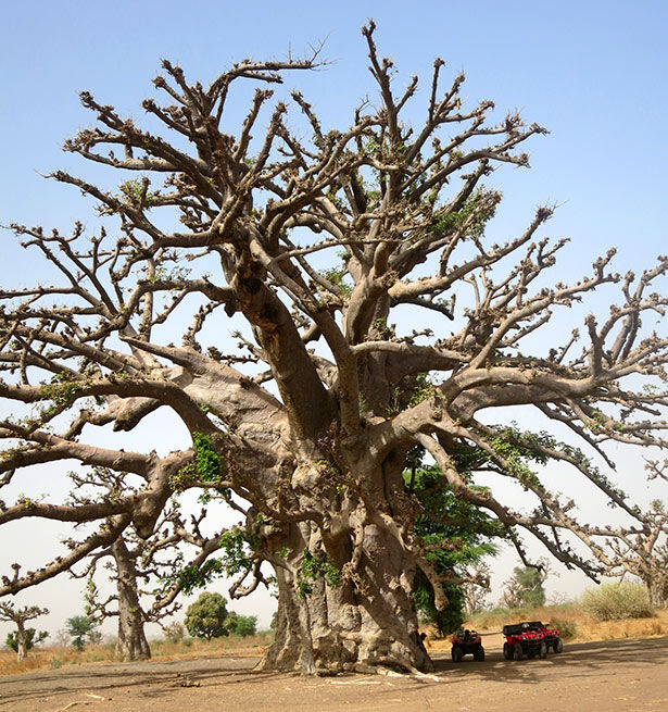 Uno de los baobabs más grandes que vi en Senegal