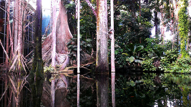 bosque-inundado-cosmocaixa