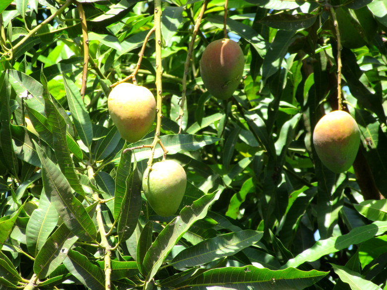 Mangos