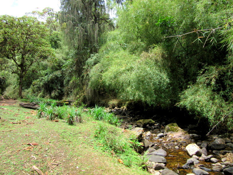 Bosques de Dodola