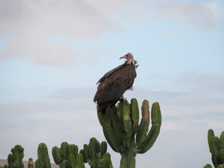 A las afueras de Dodola