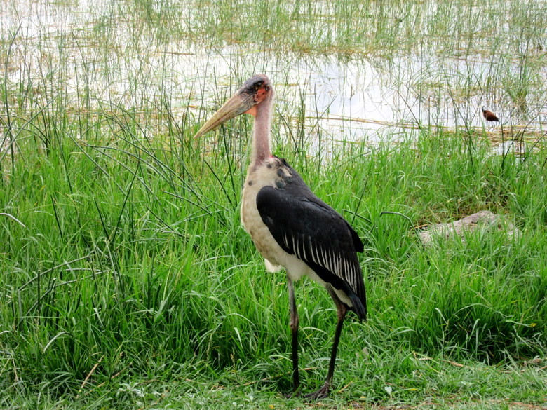 Las grandes aves de Awassa