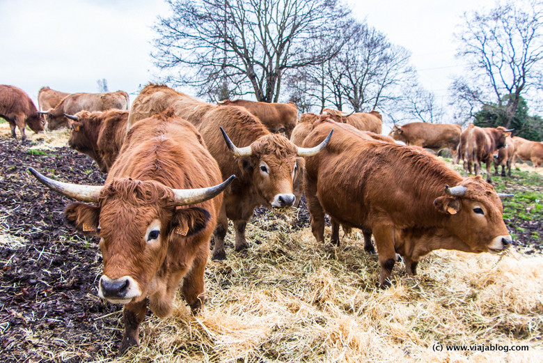 Bueyes de la Ganadería Cabrero, Asturias