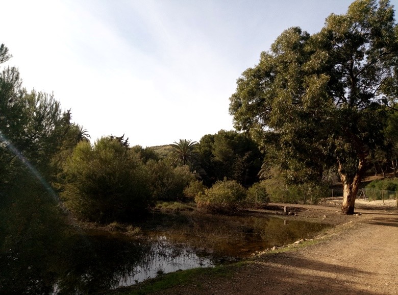 El Clot de Galvany Alicante