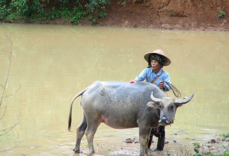 bufalo myanmar