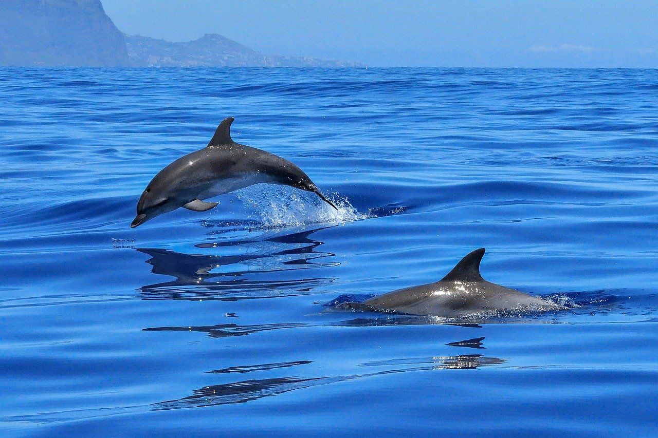 delfines tenerife