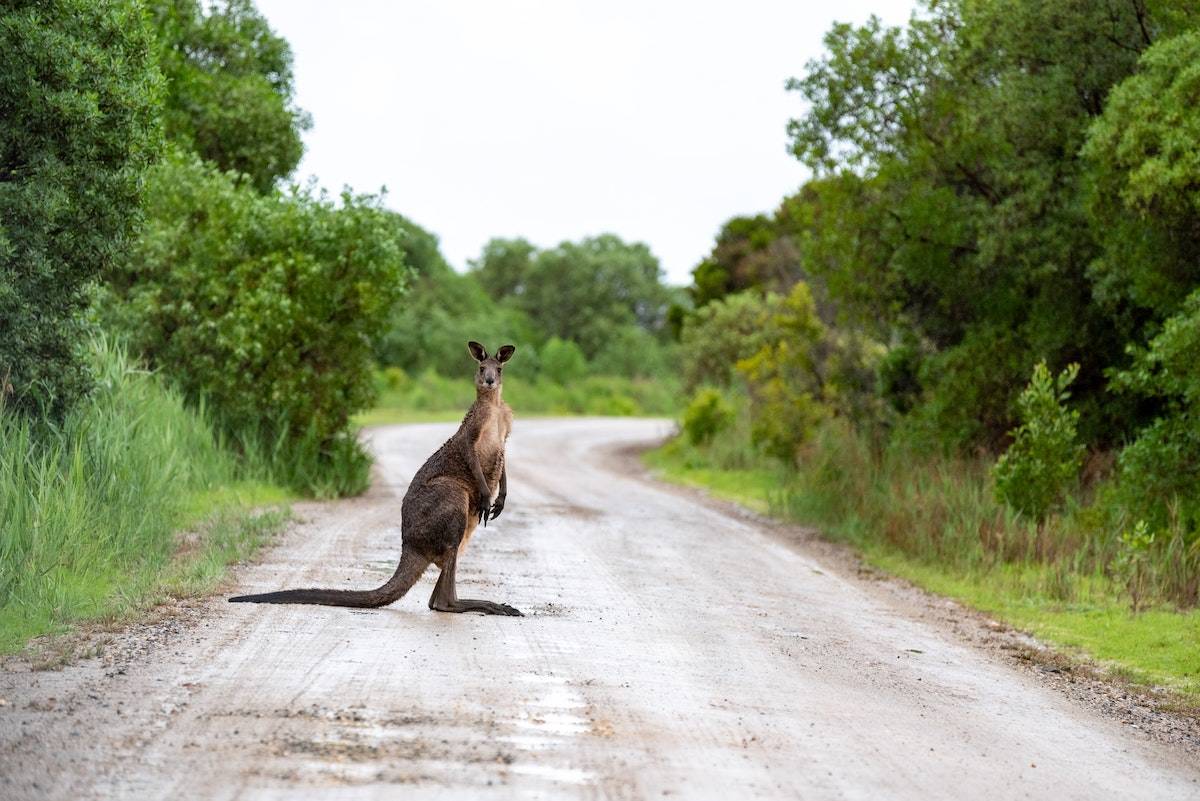 Cuidado con los animales que cruzan la carretera [Foto: Graham Holtshausen]