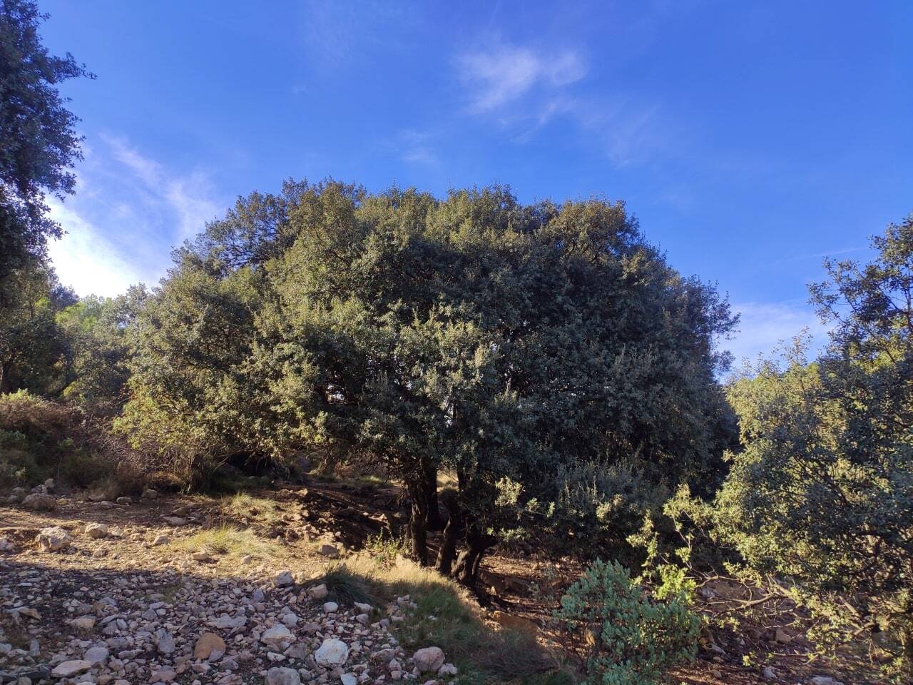 encina centenaria en Alicante al sol