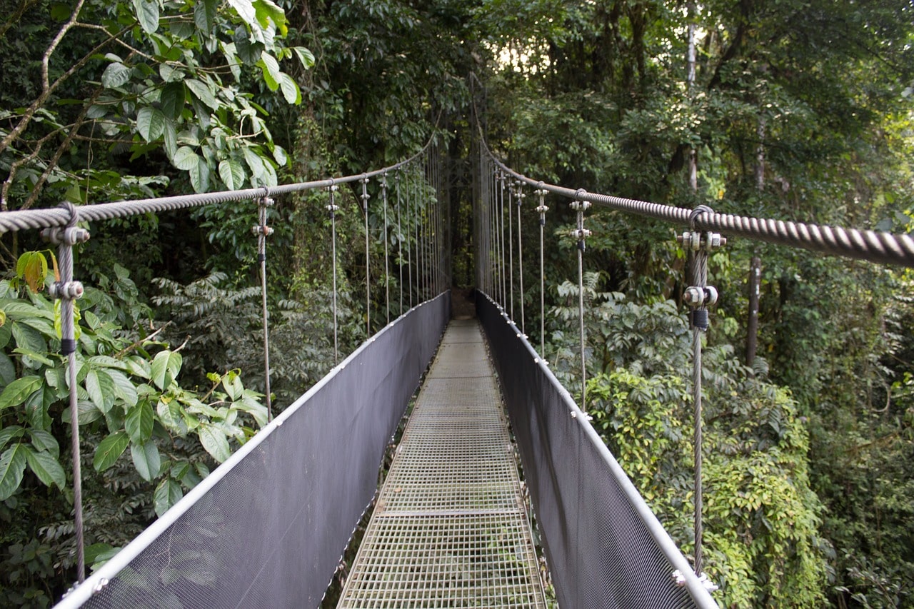 puente colgante y selva